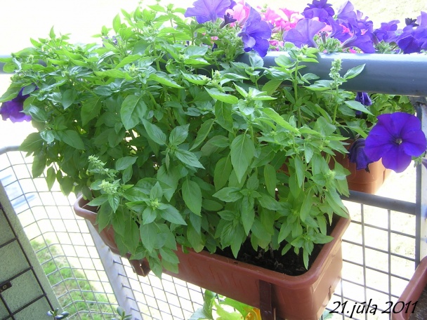 Bazalka - pestovanie a použitie v kuchyni (fotopostup) - obrázok 16