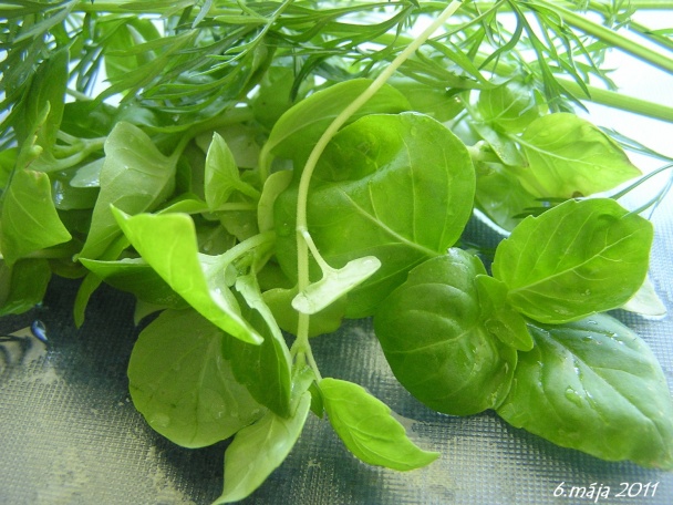 Bazalka - pestovanie a použitie v kuchyni (fotopostup) - obrázok 17