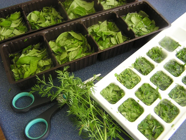 Bazalka - pestovanie a použitie v kuchyni (fotopostup) - obrázok 18