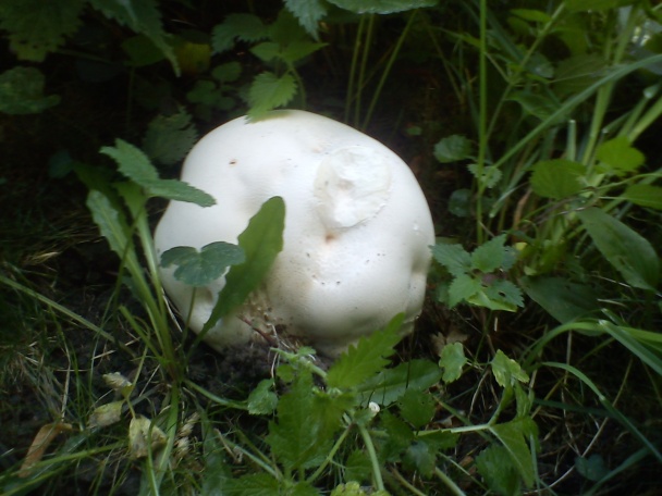 Vatovec obrovský (fotorecept) - obrázok 2