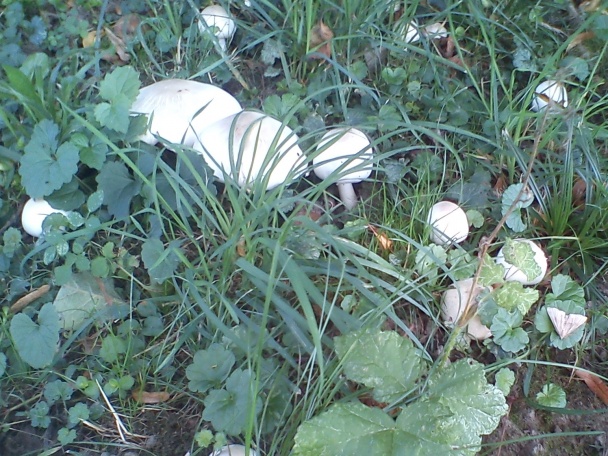 Vatovec obrovský (fotorecept) - obrázok 3
