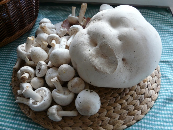 Vatovec obrovský (fotorecept) - obrázok 4