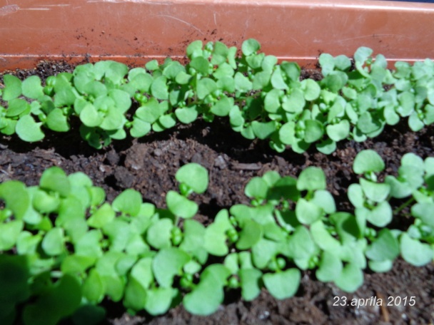 Špagety a špenát z balkóna (fotorecept) - obrázok 1