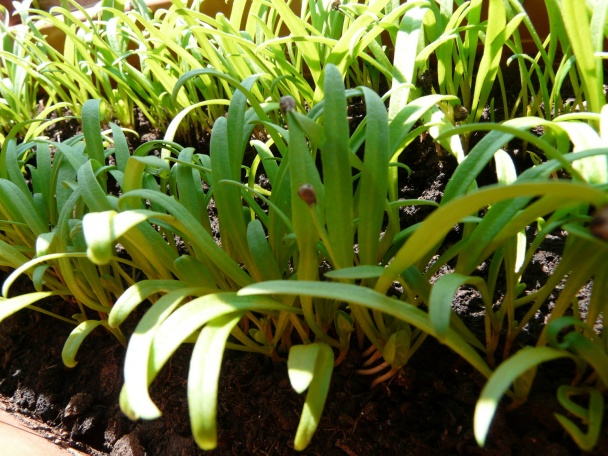 Špagety a špenát z balkóna (fotorecept) - obrázok 2