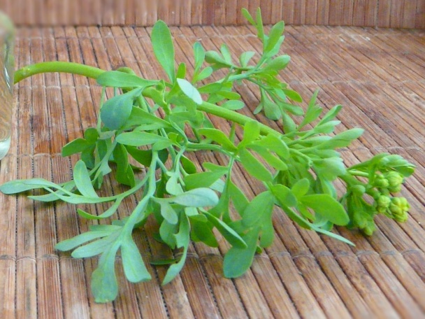 Zelinkové pálené (fotorecept) - obrázok 3