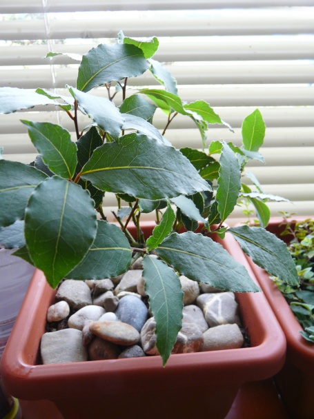 Jesenná polievka (fotorecept) - obrázok 7