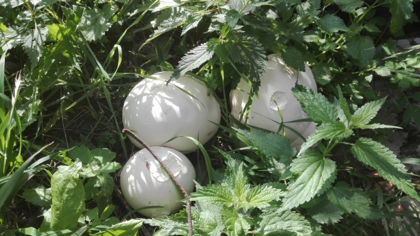 Vatovec s dusenou zeleninou (fotorecept) - obrázok 1