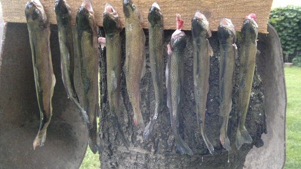 Údená ryba - obrázok 3