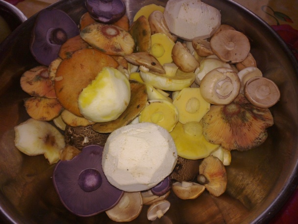 Hríbový mišmaš - obrázok 1