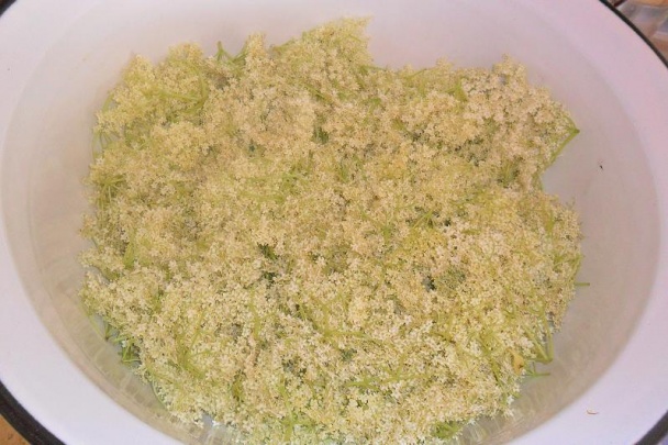 Bazový sirup (fotorecept) - obrázok 1