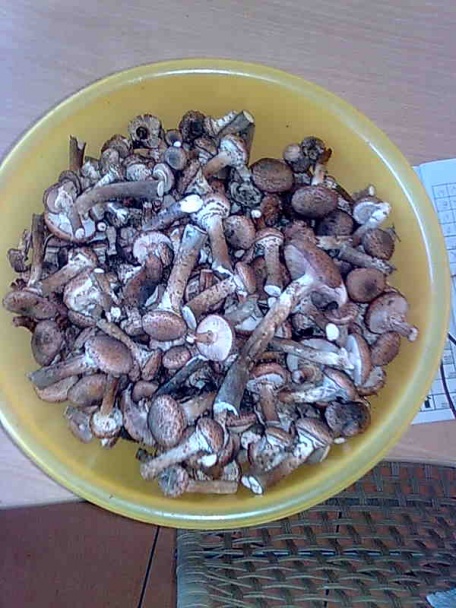 Michalky v sladkokyslom náleve - obrázok 1