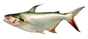 Pangasius na švédsky spôsob (fotorecept) - obrázok 1