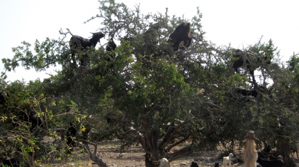 Amlou beldi - obrázok 8