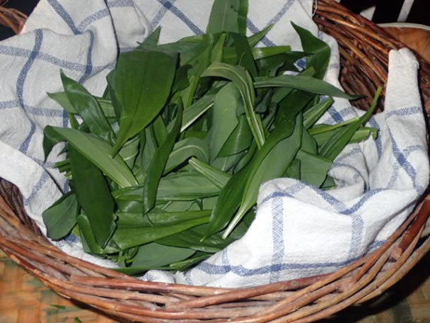 Medvědí česnečka ze sušených hub se strouháním - obrázok 1