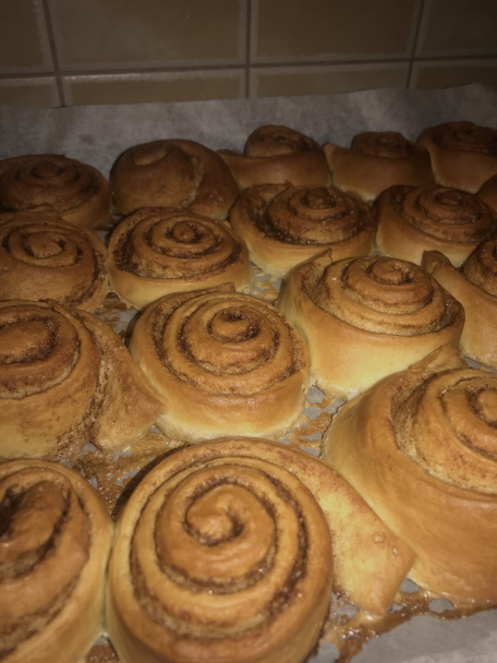 Škoricové a kakaové osie hniezda - obrázok 5