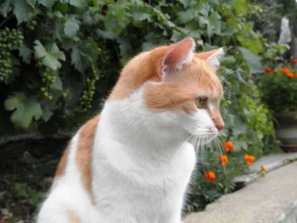 Paprika a uhorky konzervované bez sterilizácie na studeno/ fotorecept/ - obrázok 5