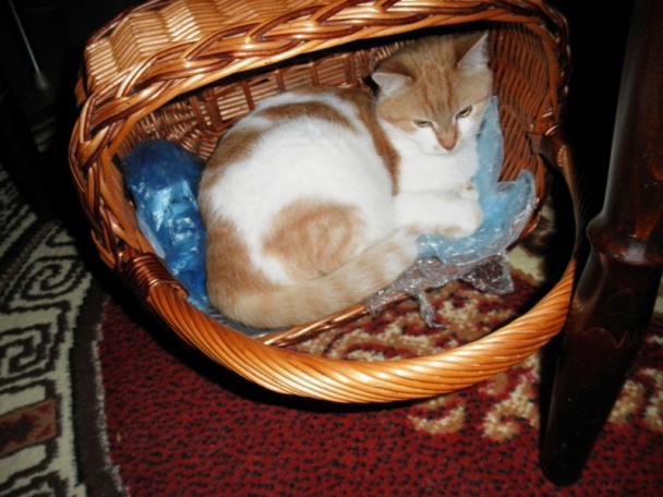 Jablkovo-černicový džem (fotorecept) - obrázok 9