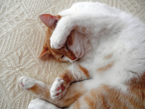 Makovo-jablková štrúdľa vaľkaná (fotorecept) - obrázok 8