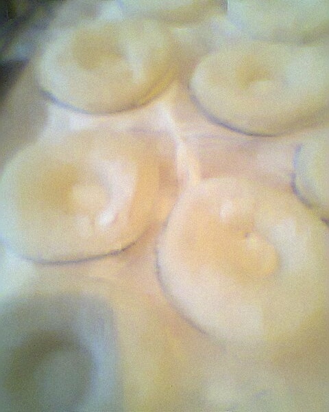 Šišky a fánky vylepšené - obrázok 2