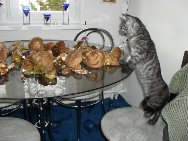 Hríbovo-hubová polievka s melencami (fotorecept) - obrázok 1