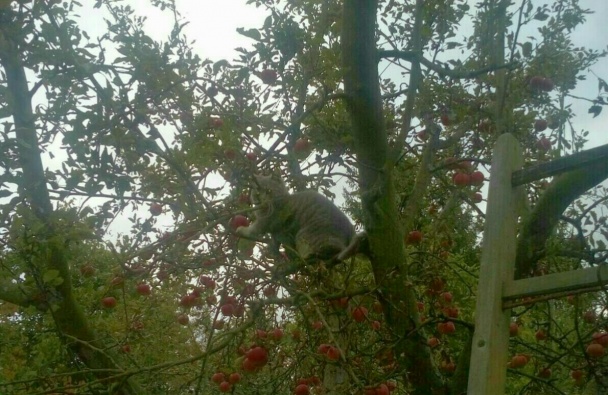 Jablkový koláč s orechami (fotorecept) - obrázok 7