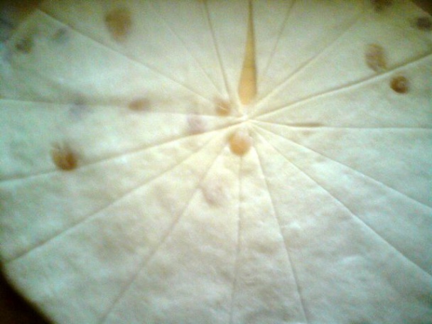 Slávinky (fotorecept) - obrázok 8