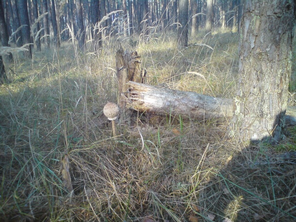 Smažená jesenná bedľa (fotorecept) - obrázok 2