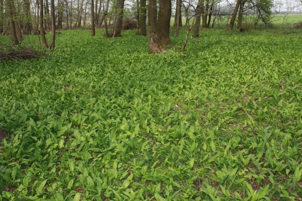 Medvedí cesnak do zásoby (fotorecept) - obrázok 1