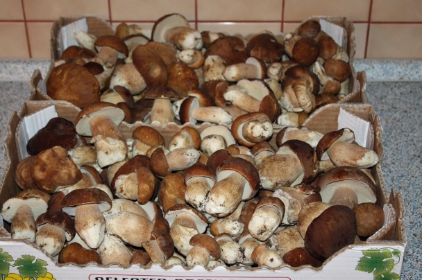 Hríbový koláč (fotorecept) - obrázok 1