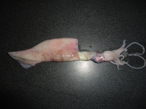 Plnené kalamáre na portugalský spôsob (fotorecept) - obrázok 1