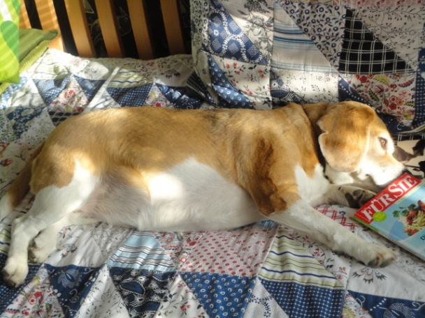 Domáci zajac v horčicovo-bylinkovej omáčke (fotorecept) - obrázok 5