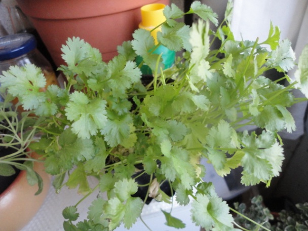 Baklažánová salsa (fotorecept) - obrázok 4