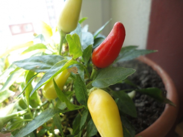 Baklažánová salsa (fotorecept) - obrázok 6