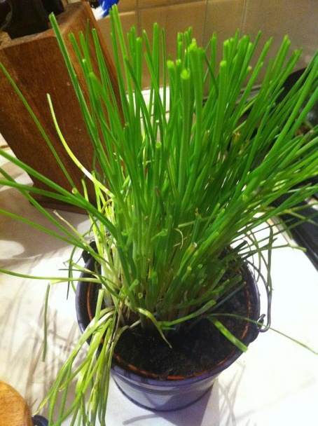 Šampiňóny so špenátom - obrázok 3