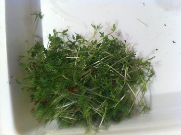 Šampiňóny so špenátom - obrázok 4