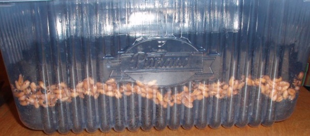 Zelená pšenica (fotorecept) - obrázok 2