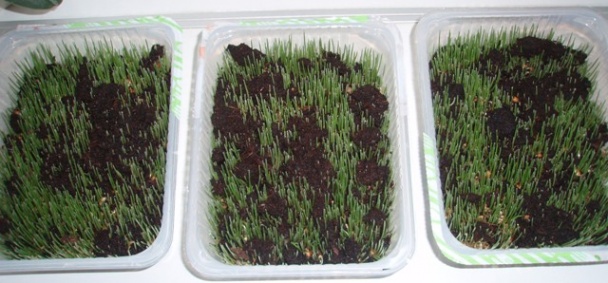 Zelená pšenica (fotorecept) - obrázok 4