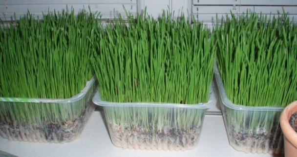 Zelená pšenica (fotorecept) - obrázok 5