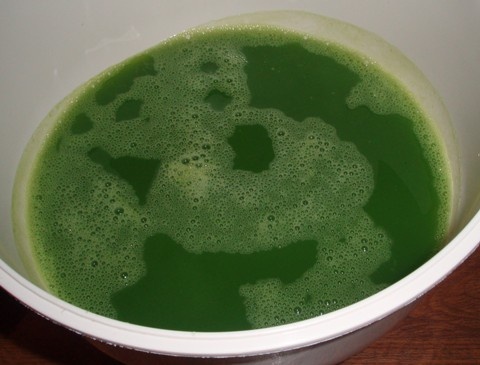 Zelená pšenica (fotorecept) - obrázok 9