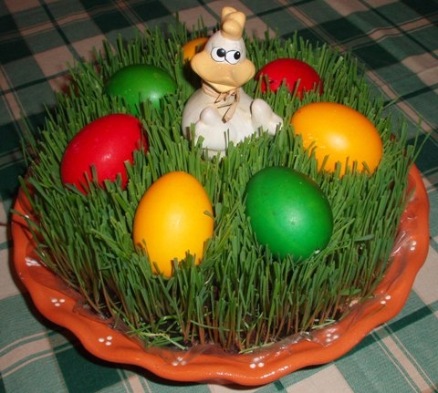 Zelená pšenica (fotorecept) - obrázok 11