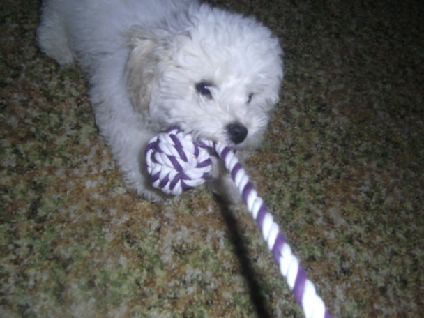 Donkey cake - obrázok 4