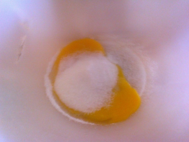 Tvarohovo-kôprový koláč - Túros kapros lepény (fotorecept) - obrázok 2