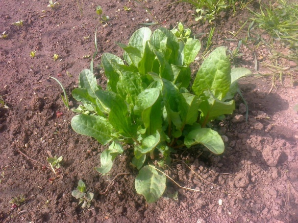 Zaváraný štiav, šťaveľ na zimu /fotorecept/ - obrázok 7