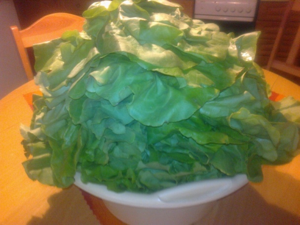 Hlávkový šalát zaváraný na zimu /fotorecept/ - obrázok 1