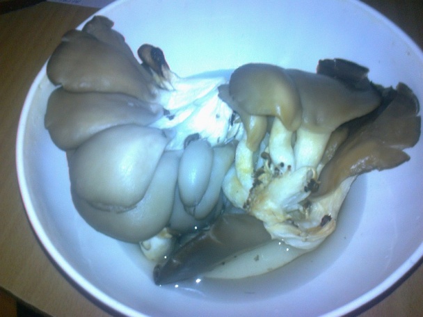 Hlivový nákyp v srnčom chrbáte /fotorecept/ - obrázok 1