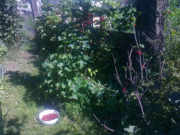 Krehké ríbezľové rezy (fotorecept) - obrázok 1