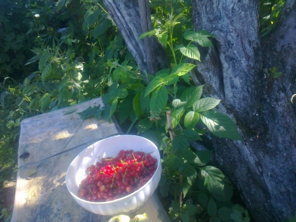 Krehké ríbezľové rezy (fotorecept) - obrázok 2