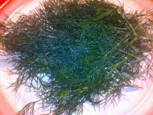 Kôpor v octe na zimu (fotorecept) - obrázok 1