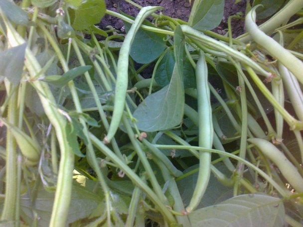 Zaváraná fazuľka s kôprom na zimu /fotorecept/ - obrázok 1