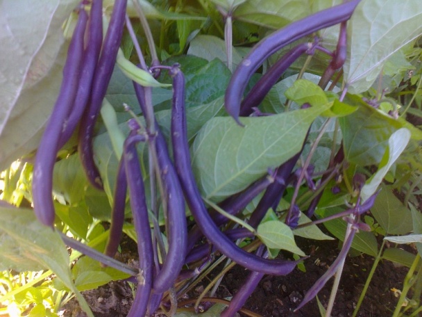 Zaváraná fazuľka s kôprom na zimu /fotorecept/ - obrázok 2